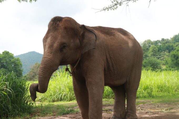 Chiang Mai: One Day Trek to Beautiful Local Village - Bamboo Rafting Experience