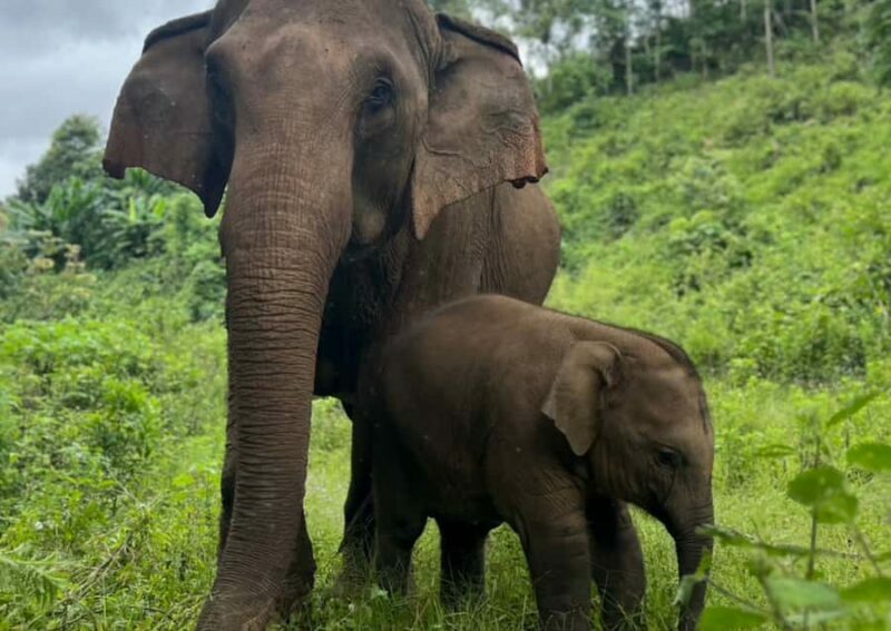 Chiang Mai: Overnight Doi Inthanon & Hands-Off Elephant Tour - An In-Depth Look at the Tour