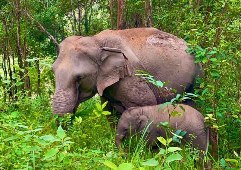 Chiang Mai: Overnight Doi Inthanon & Hands-Off Elephant Tour - Authentic Experiences & Real Reviews