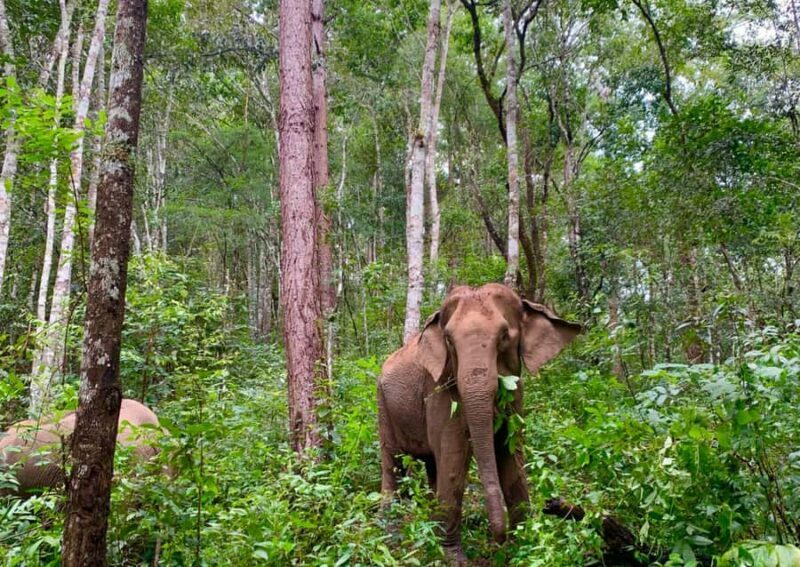 Chiang Mai: Overnight Doi Inthanon & Hands-Off Elephant Tour - FAQs