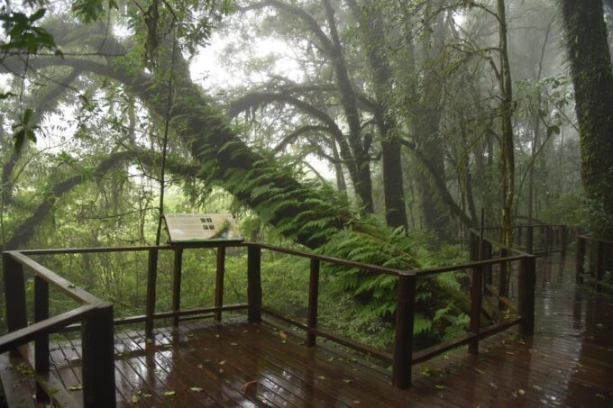 Chiang Mai: Pa Bong Piang Rice Terraces & Doi Inthanon - Frequently Asked Questions
