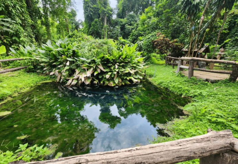 Chiang Mai: Sticky Waterfall, Bua Tong Cave Private Day Trip - Best Visiting Times and Recommendations