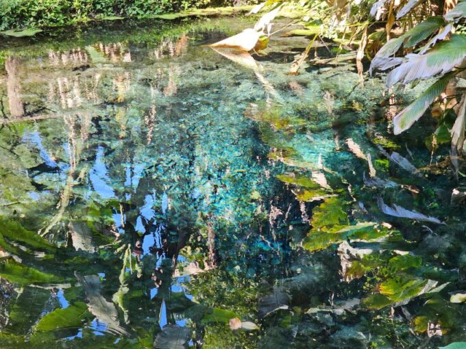 Chiang Mai: Sticky Waterfall Half-Day Tour & Hotel Transfers - Frequently Asked Questions