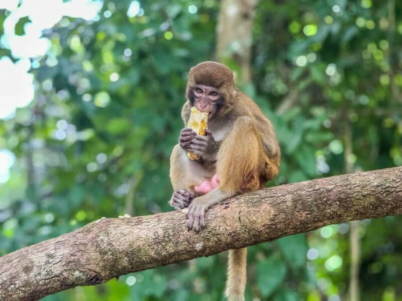 Chiang Mai: The Original Sticky Waterfalls & Thai Cooking - An In-Depth Look at the Experience