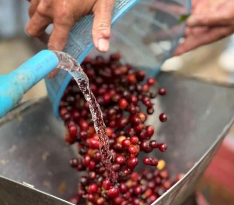 Chiang Mai: Thepsadet Village Coffee Tour with Transfer - Authentic Experiences and Genuine Insights