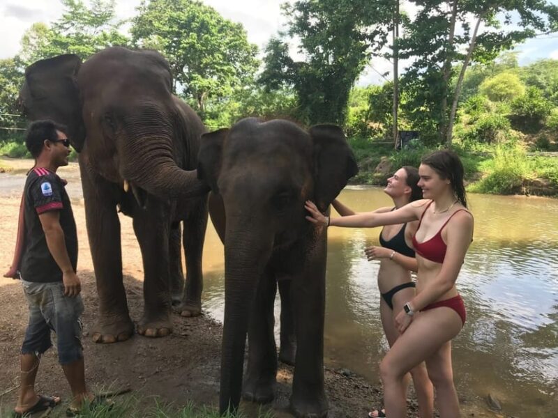 Chiang Mai: Top Rated Elephant Afternoon Tour (Starts 12PM) - Key Points
