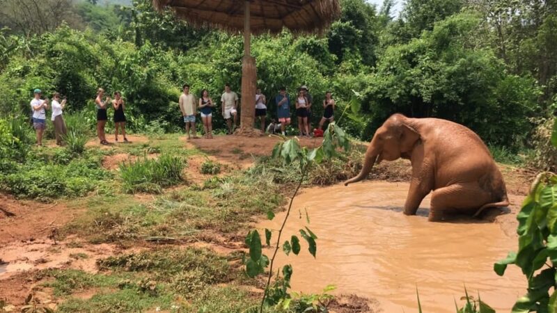 Chiang Mai: Top Rated Elephant Afternoon Tour (Starts 12PM) - Highlights