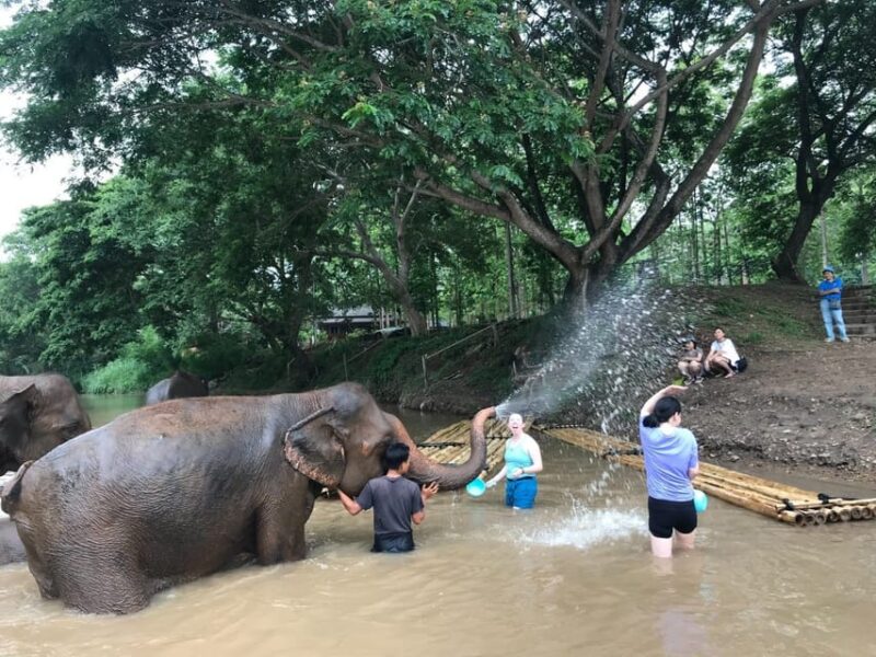 Chiang Mai: Top Rated Elephant Afternoon Tour (Starts 12PM) - Important Information