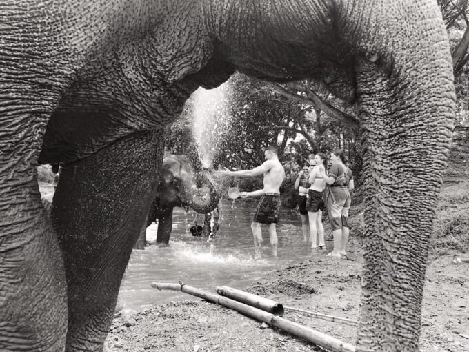 Chiang Mai: Top Rated Elephant Afternoon Tour (Starts 12PM) - Frequently Asked Questions