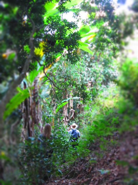 Chiang Mai: Tree House Stay & Jungle Zip-Lining - Chiang Mai Pickup and Arrival