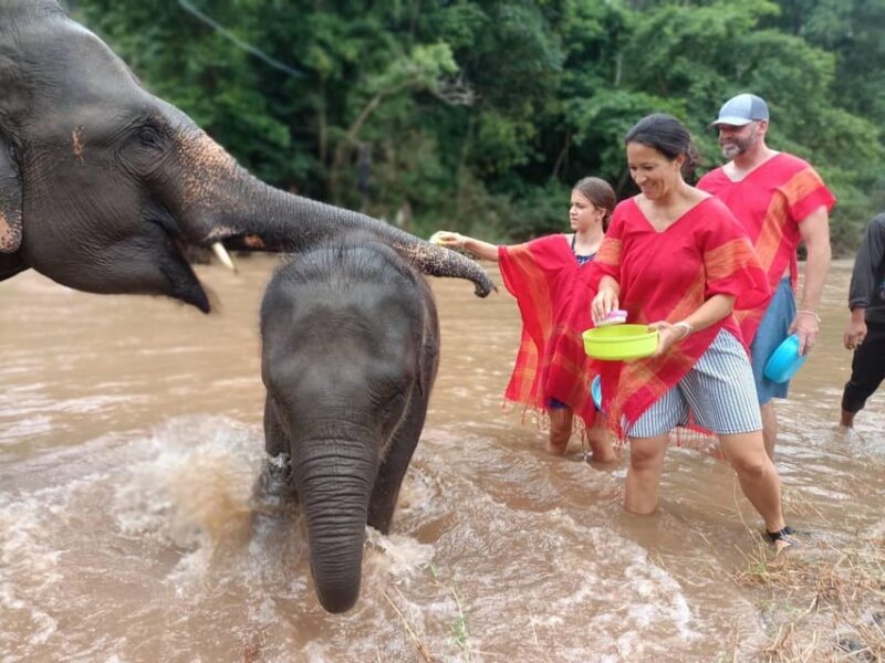 Chiang Mai : Trekking + Elephant Care - Restrictions