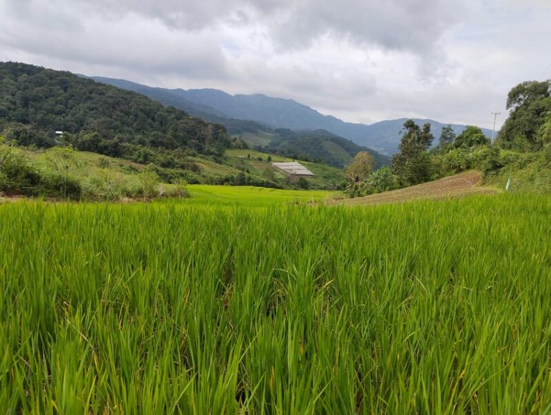 Chiang Mai Trekking (Non-touristic Trail) - Panoramic Landscapes and Rice Terraces