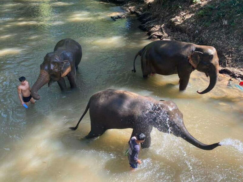 Chiang Mai Untouched Elephant: Nature Walk & Waterfall Trek - Final Thoughts on the Itinerary