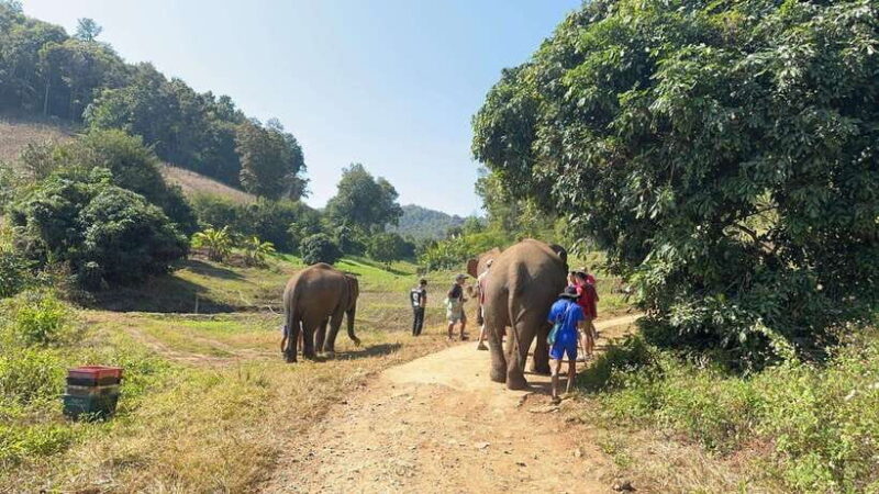 Chiang Mai Untouched Elephant: Nature Walk & Waterfall Trek - Transportation and Logistics