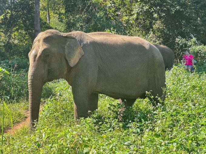 Chiang Mai Untouched Elephant: Nature Walk & Waterfall Trek - Genuine Interactions