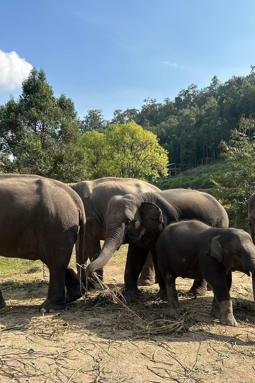 Chiang Mai: Waterfall, Elephant Sanctuary, and Rafting Tour - Key Points