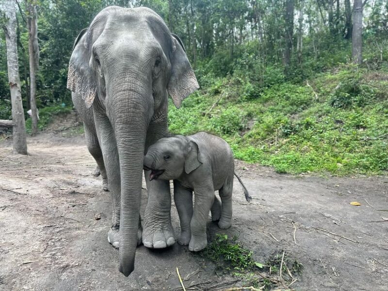 Chiang Mai: Waterfall, Elephant Sanctuary, and Rafting Tour - Ethical Elephant Facility