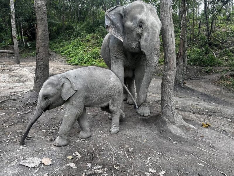 Chiang Mai: Waterfall, Elephant Sanctuary, and Rafting Tour - Elephant Interaction and Observation