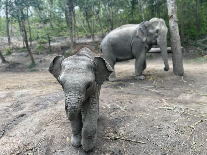 Chiang Mai: Waterfall, Elephant Sanctuary, and Rafting Tour - Waterfall Trekking and Swimming