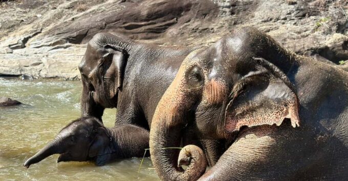 Chiang Mai: Waterfall, Elephant Sanctuary, and Rafting Tour - Inclusions and Exclusions
