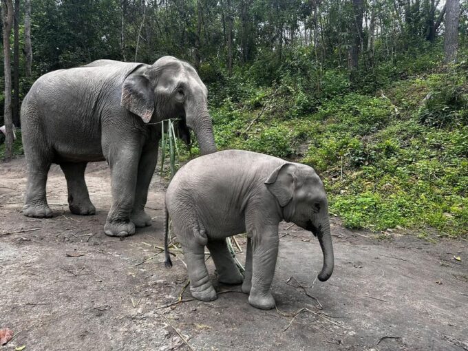 Chiang Mai: Waterfall, Elephant Sanctuary, and Rafting Tour - Booking and Pricing