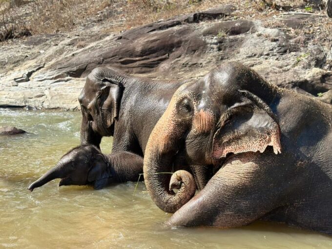 Chiang Mai: Waterfall, Elephant Sanctuary, and Rafting Tour - Frequently Asked Questions