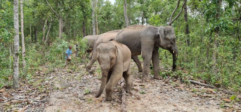 Chiang Mai: Waterfall, Elephant Sanctuary, and Rafting Tour - Itinerary Details