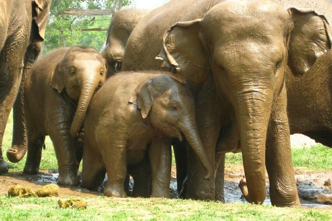 Chiang Mai Zipline White Water Rafting and Elephant Sanctuary - Customer Feedback