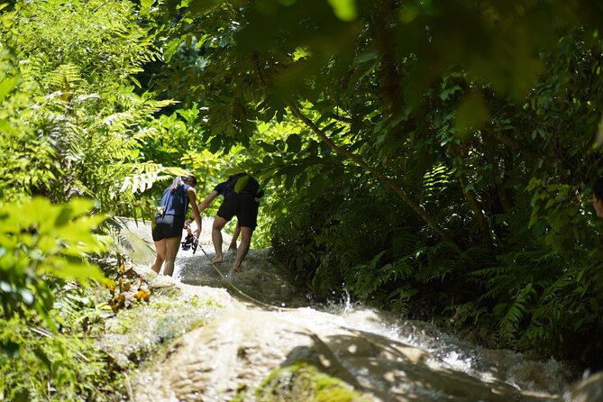 Chiang Mai:Sticky Waterfall Adventure and Bua Tong Huge Cave Tour - Participant Reviews and Recommendations