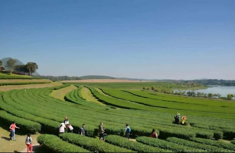 Chiang Rai Half-Day Tour: 3 Must-See Places in 5 Hours - FAQ