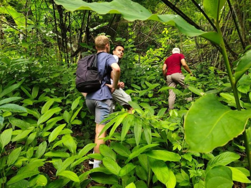 Chiang Rai: Jungle Adventure-Group Trekking & Bamboo Cooking - Highlights and Experiences