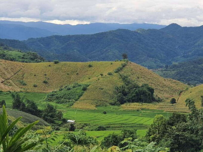 Chiang Rai Jungle Trek & Bamboo Tube Cooking Adventure - Frequently Asked Questions