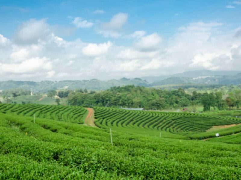 Chiang Rai: Private Customized Tour5 Places of Your Choice - Key Points