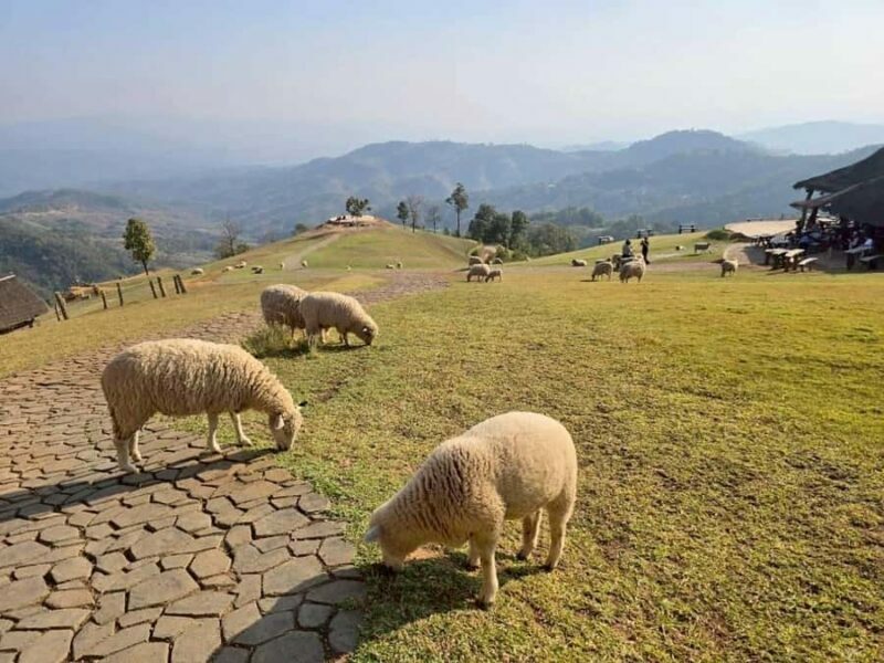 Chiang Rai to Chiang Mai: Private Scenic Transfer Tour - An In-Depth Look at the Tour