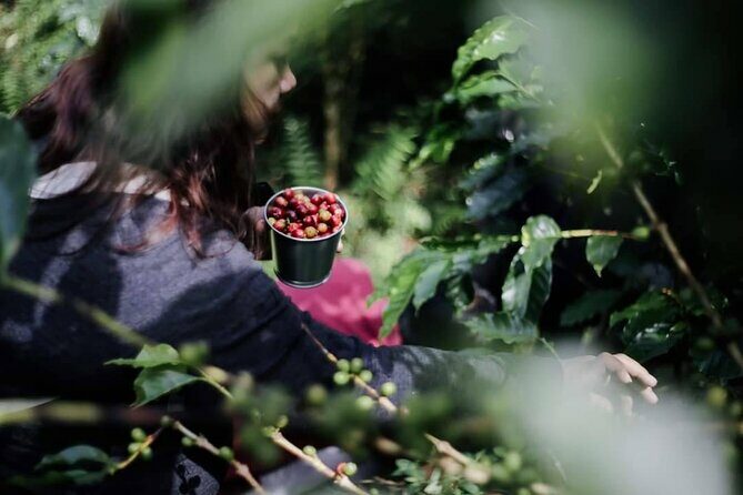 Chiangmai Coffee Farm Tour - The Sum Up