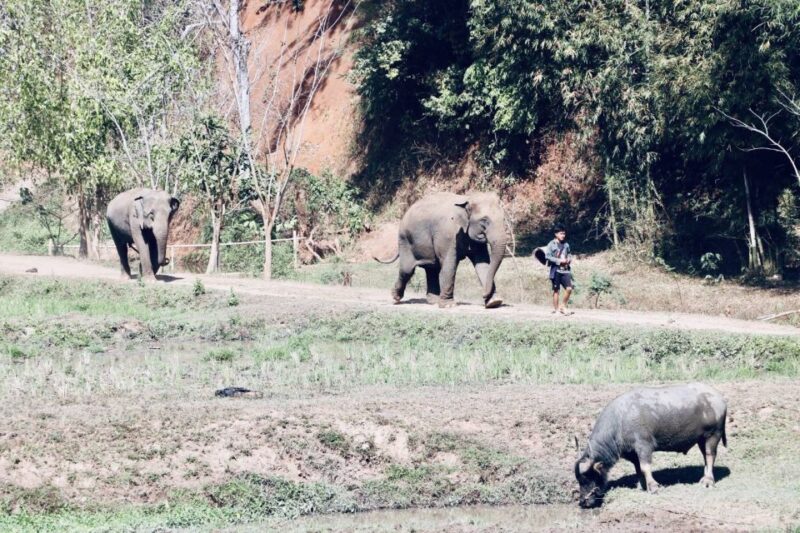 Chiangmai: Highlights Full-Day Tour With Private Driver - Wat Phra That Doi Suthep
