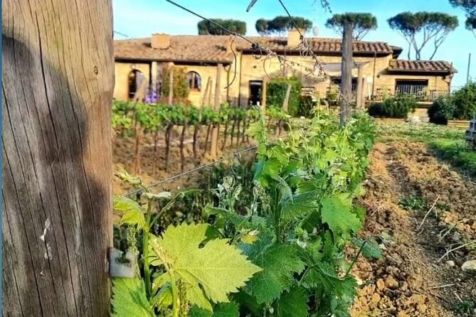 Chianti Classico Wine Tour and Tasting - Logistics and Traveler Feedback