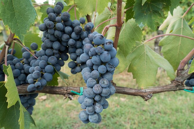 Chianti Day Trip From Florence - Cultural Experiences Included