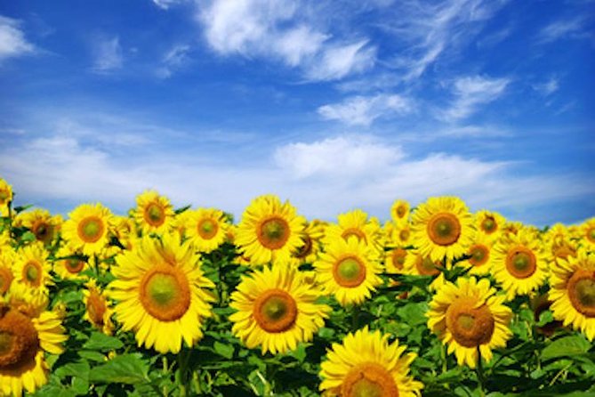Chianti Experience Shore Excursion From Livorno Port - Accessibility and Additional Features