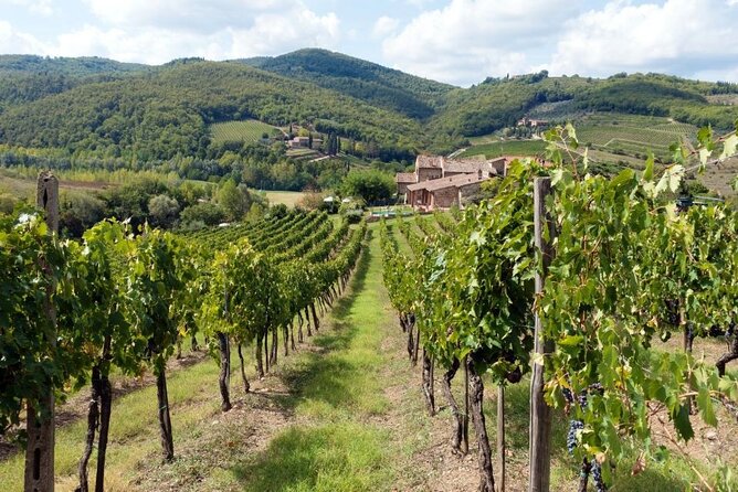 Chianti From Florence:Private Wine, Olive Oil Tasting in the Tuscan Countryside - Quick Points