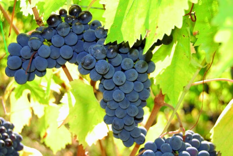 Chianti Natural Wine Tour With Tuscan Lunch - Experience Highlights