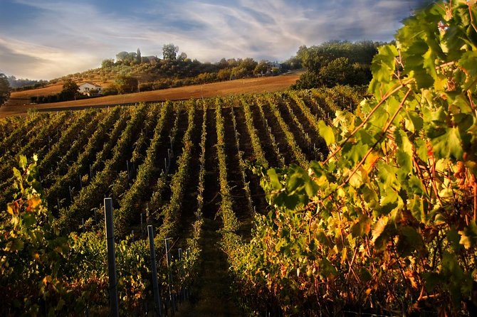 Chianti VINARIUM Tour From Rome - Accessibility Details