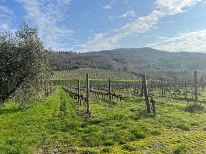 Chianti: Wine and Honey Tasting Half-Day Experience - Educational Components of the Tour