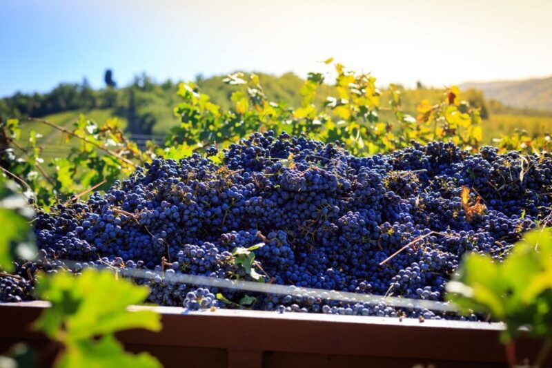 Chianti: Wine and Olive Oil Tasting With Cellar Tour - Highlights of the Fattoria Santo Stefano