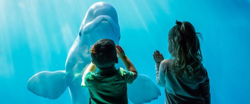 Chicago: Citypass® With Tickets to 5 Top Attractions - Booking and Usage