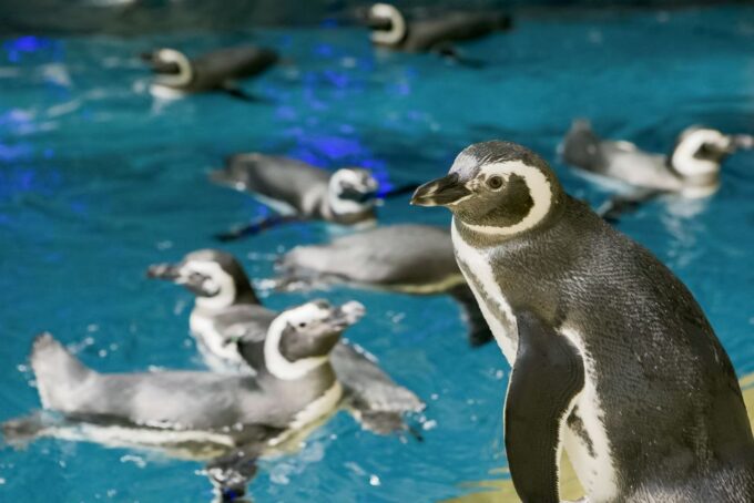 Chicago: Citypass® With Tickets to 5 Top Attractions - Customer Experiences