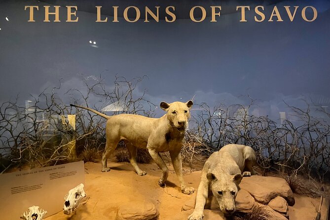 Chicago Field Museum of Natural History Semi-Private Guided Tour - Tour Highlights and Exhibits