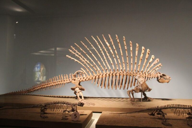 Chicago: Field Museum Ticket & In-App Audio Tour (ENG) - Ancient Egyptian Tomb and Mummies