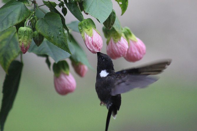 Chicaque Cloud Forest Birding - Key Points