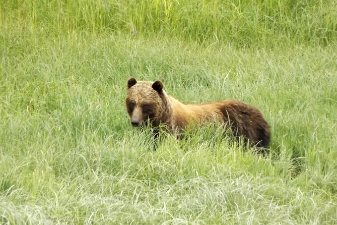 Chichagof Island Tour: Brown Bear Search - Bear Population and Habitat